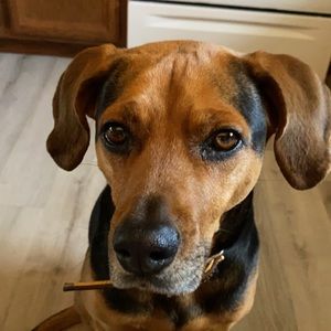 Meet your Posher, Kyra